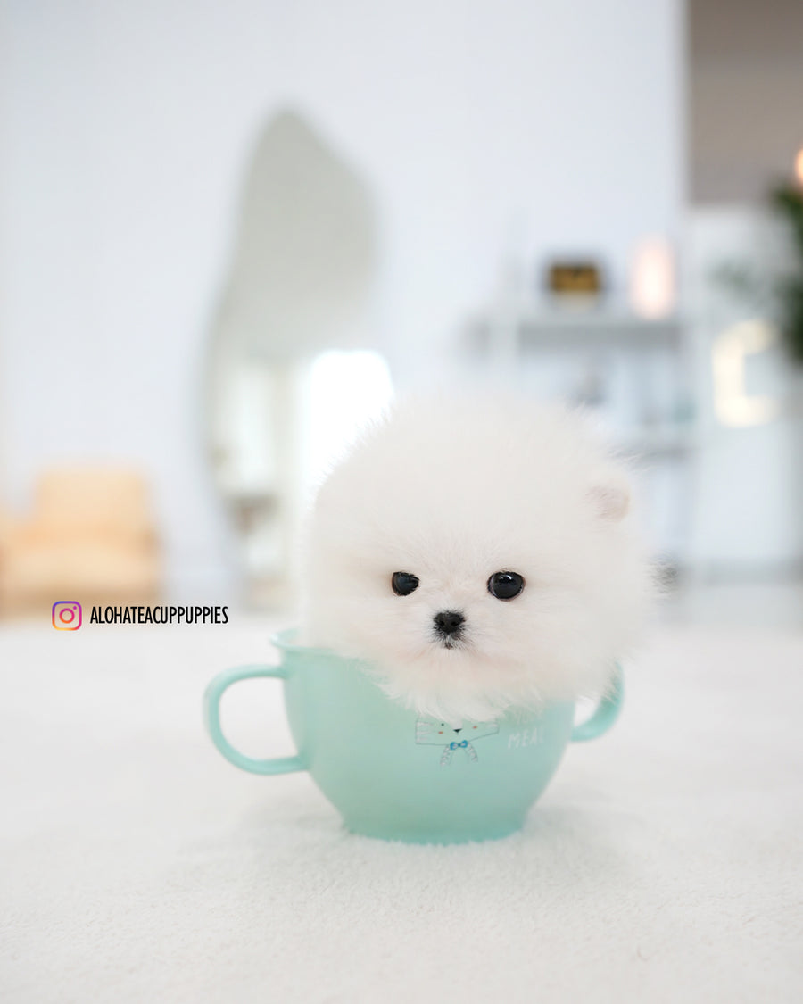 Mori [TEACUP POMERANIAN]