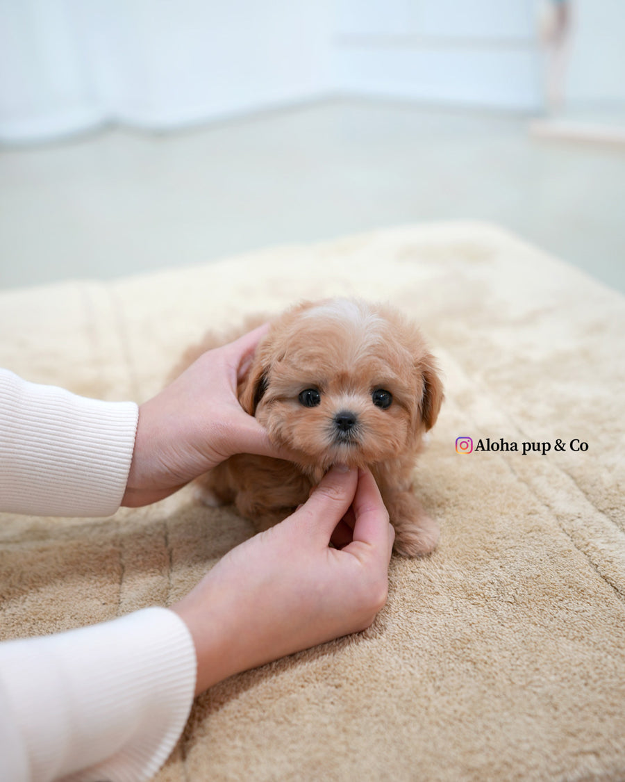 Nori [TEACUP MALTIPOO]