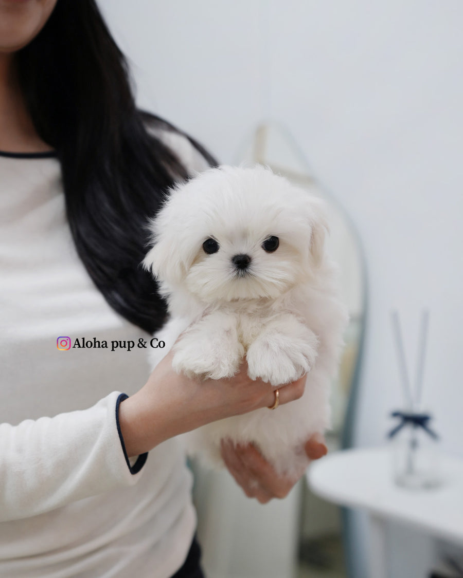 Kio [TEACUP MALTESE]