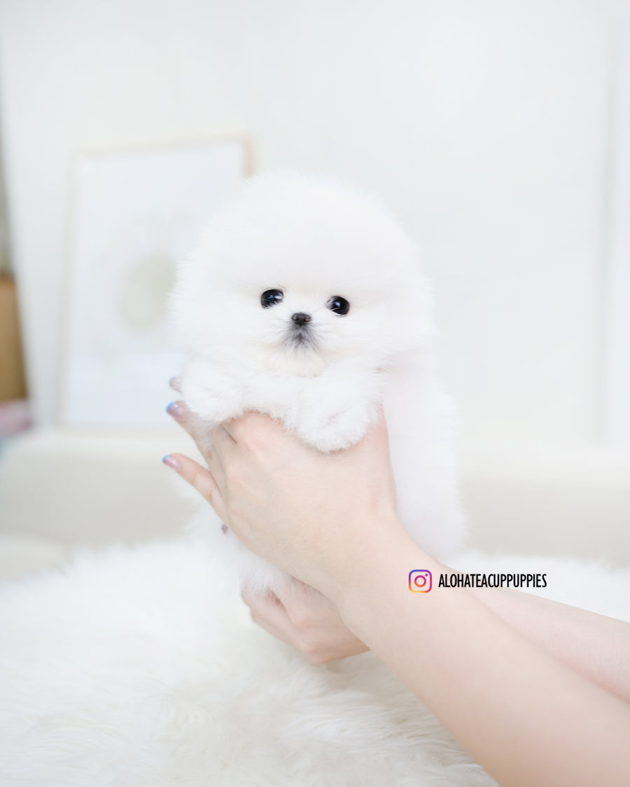 Esme [TEACUP POMERANIAN]