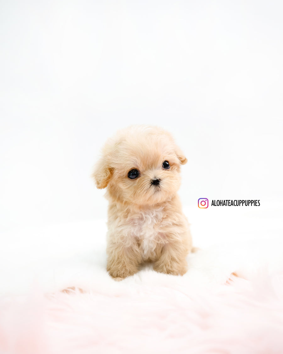 Oscar [TEACUP MALTIPOO]