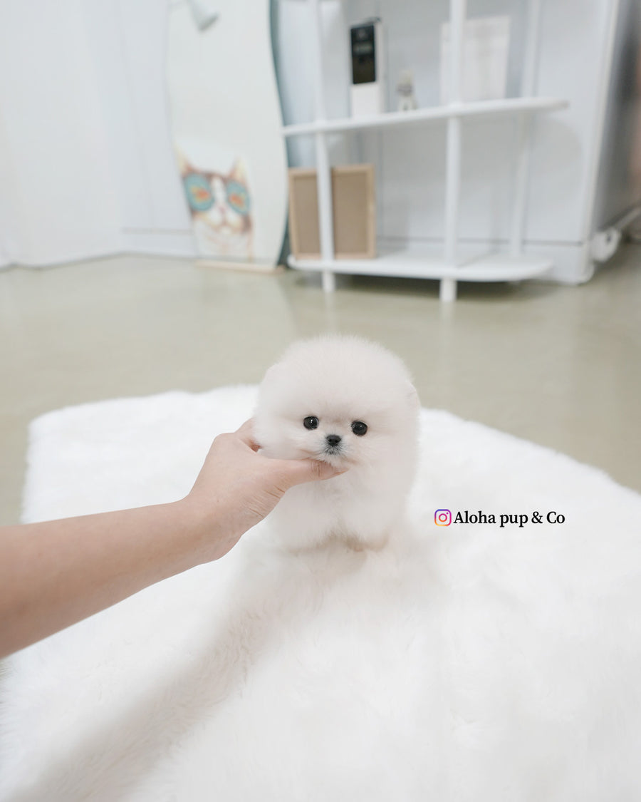 Roi [TEACUP POMERANIAN]