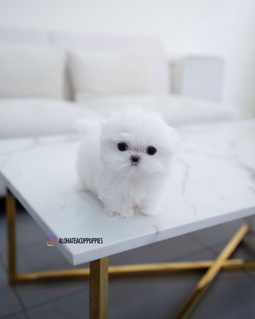 Helen [TEACUP MALTESE]