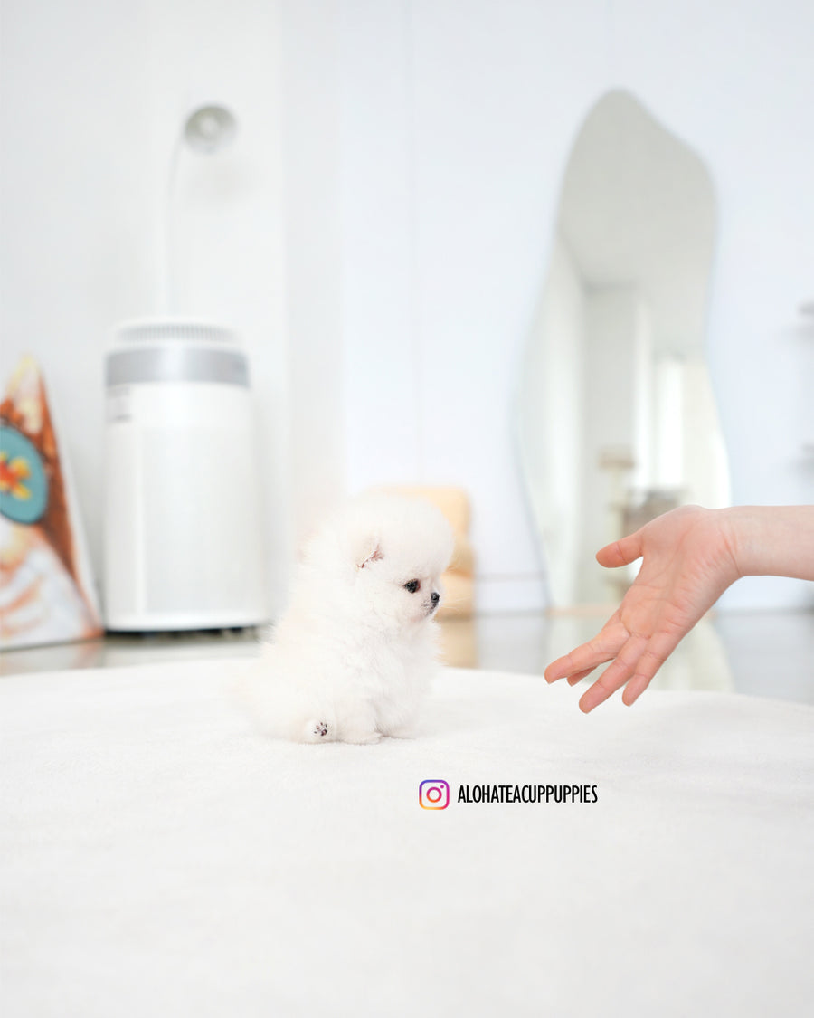 Iona [TEACUP POMERANIAN]