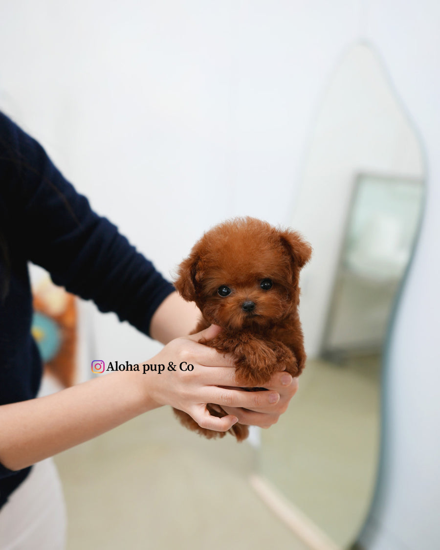 Ruby [TEACUP POODLE]