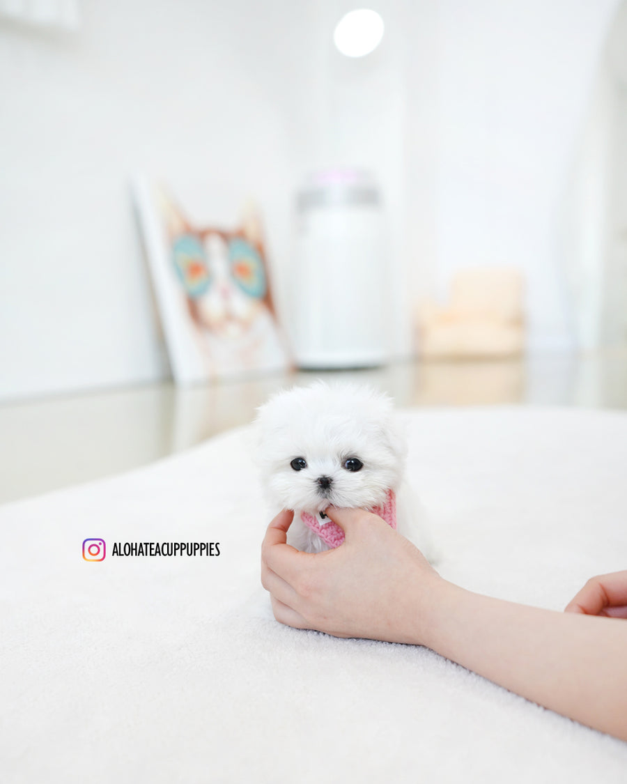 Moco [TEACUP MALTESE]