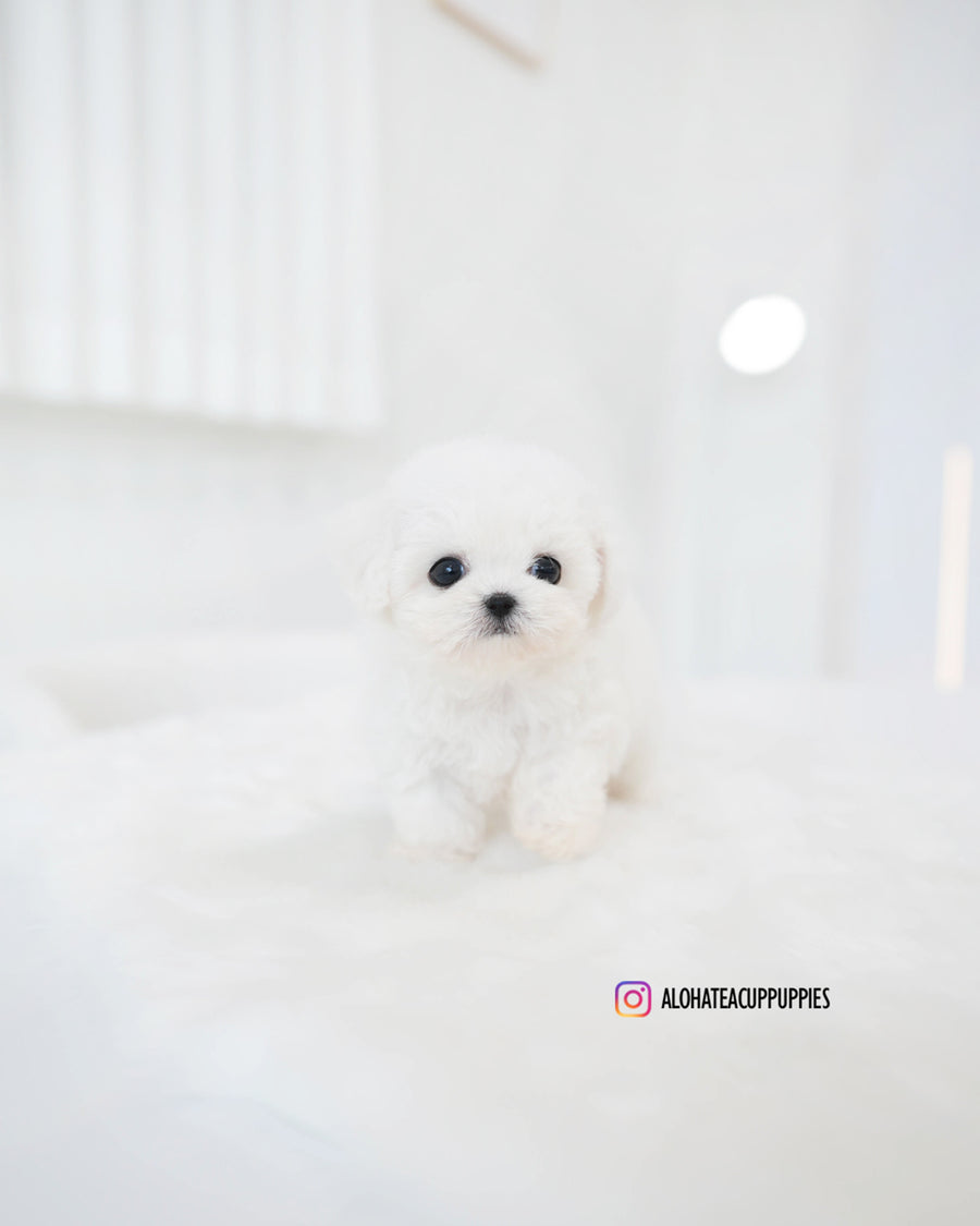 Lumi [TEACUP BICHON]