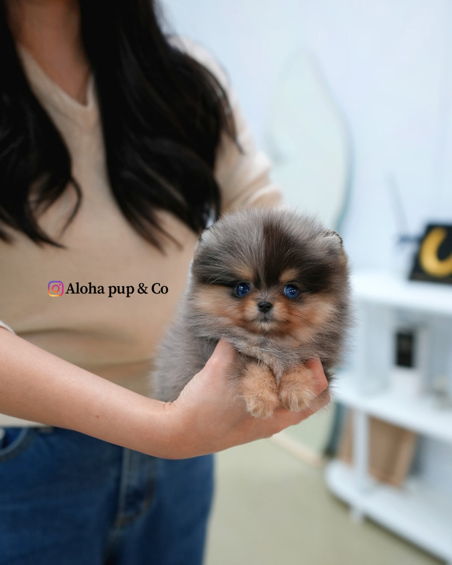 Lyn [TEACUP POMERANIAN]