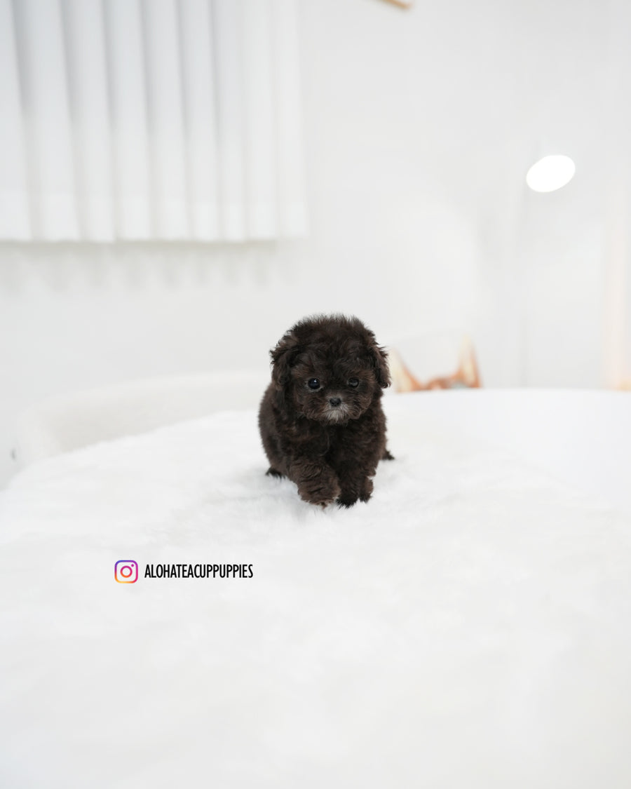 Melody [TEACUP POODLE]