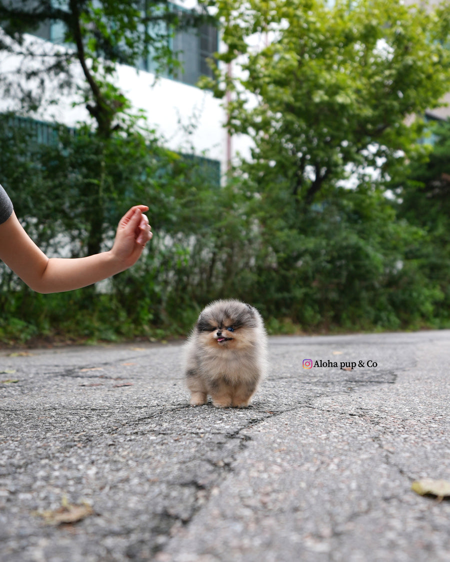 Lucian [TEACUP POMERANIAN]