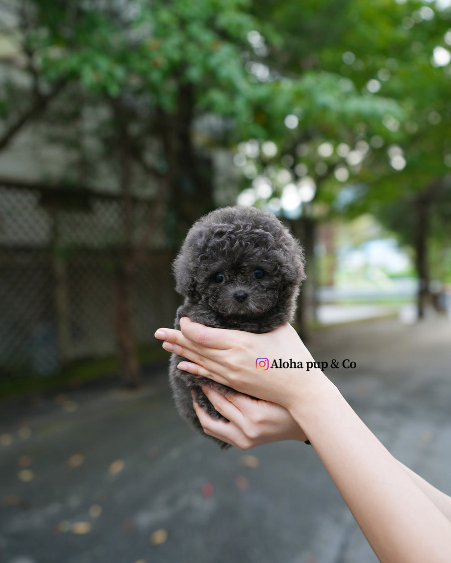 Ivy [TEACUP POODLE]