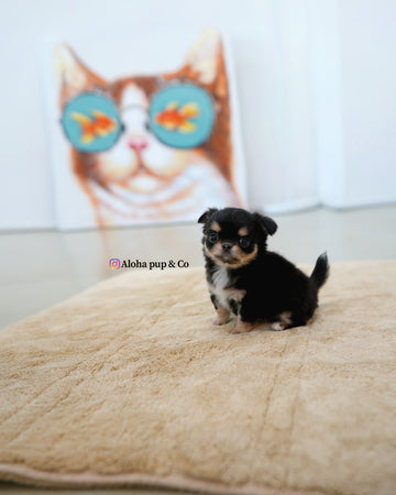 Dotty [TEACUP CHIHUAHUA]