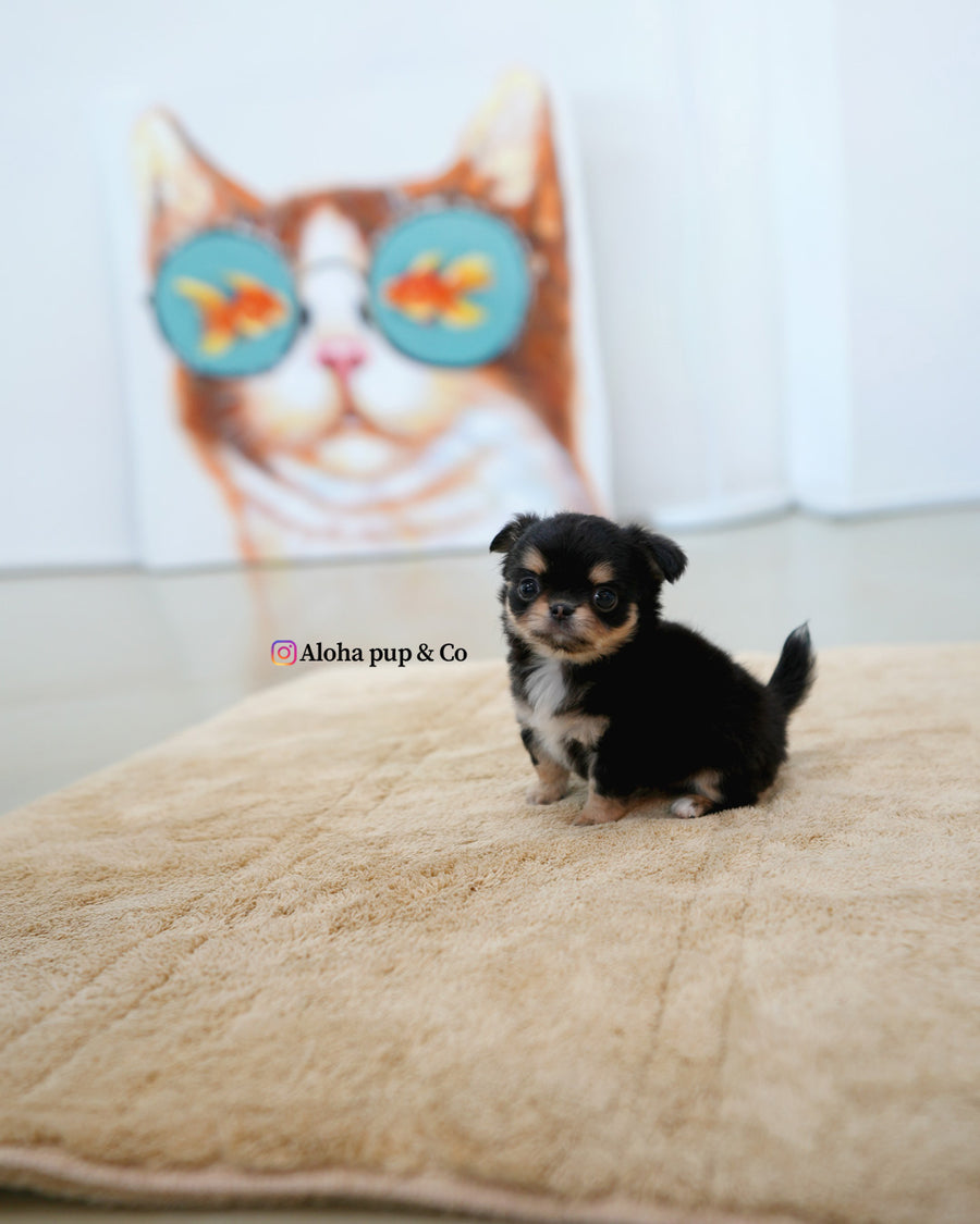 Dotty [TEACUP CHIHUAHUA]