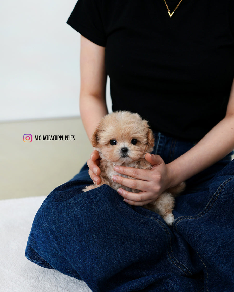 Orion [TEACUP MALTIPOO]