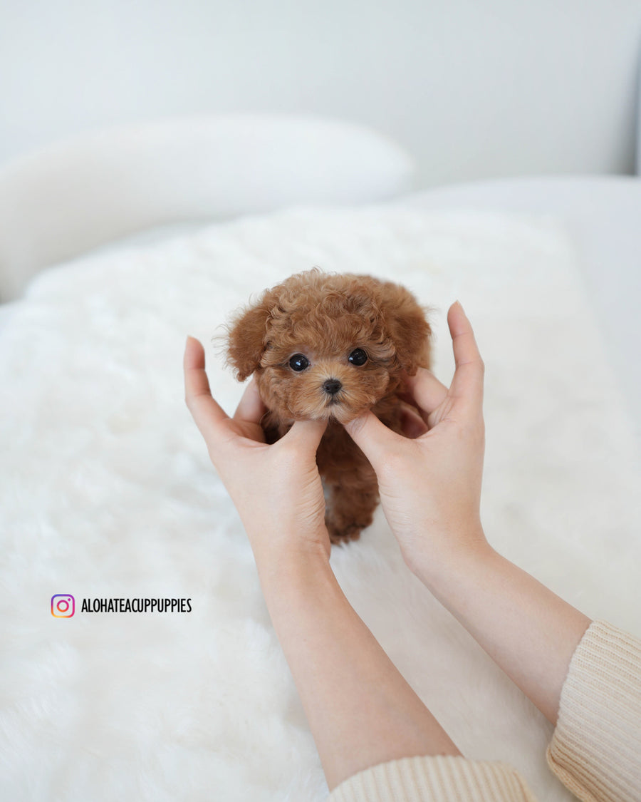 Kiel [TEACUP POODLE]