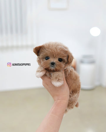 Bibi [TEACUP MALTIPOO]