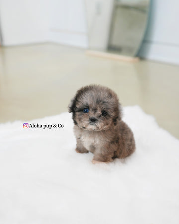 Marine [TEACUP MALTIPOO]