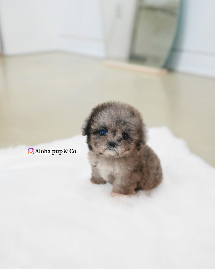 Marine [TEACUP MALTIPOO]