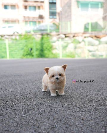 Titi [TEACUP MALTIPOO]