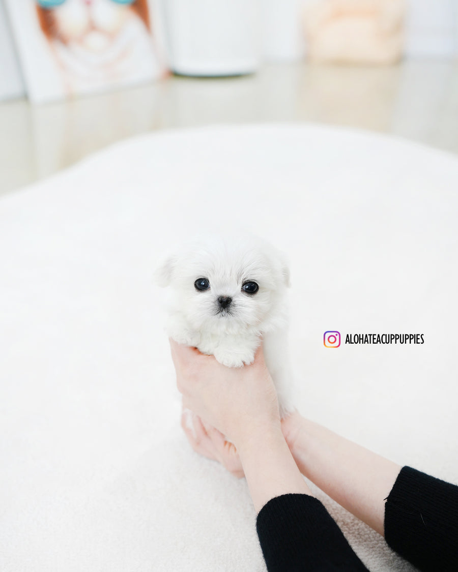 Prin [TEACUP MALTESE]