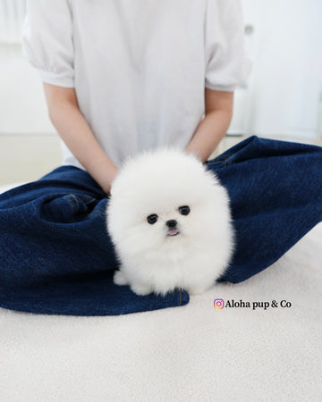 Biscuit [TEACUP POMERANIAN]