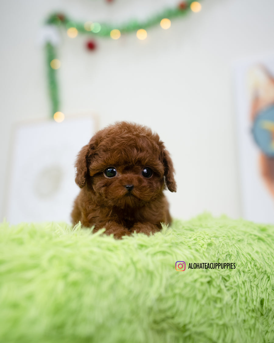 Cora [TEACUP POODLE]