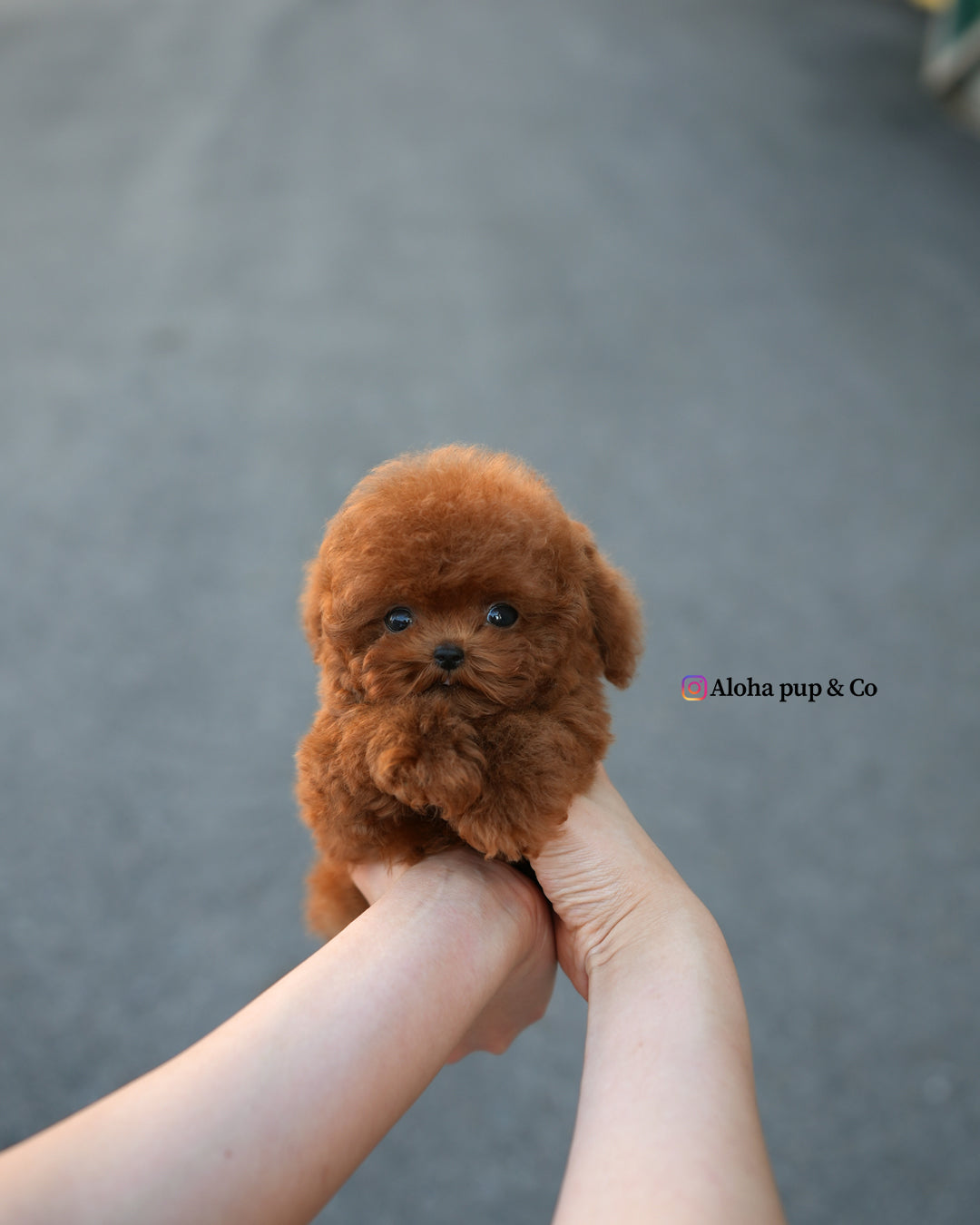 teacup poodle