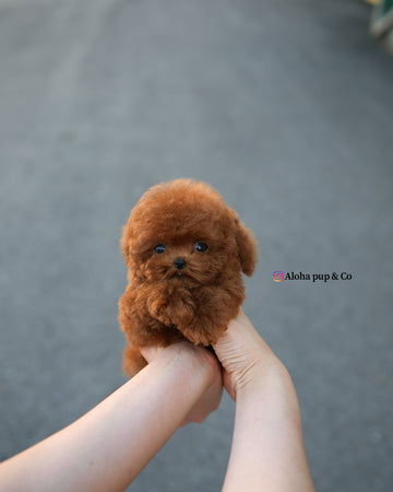 Kun [TEACUP POODLE]