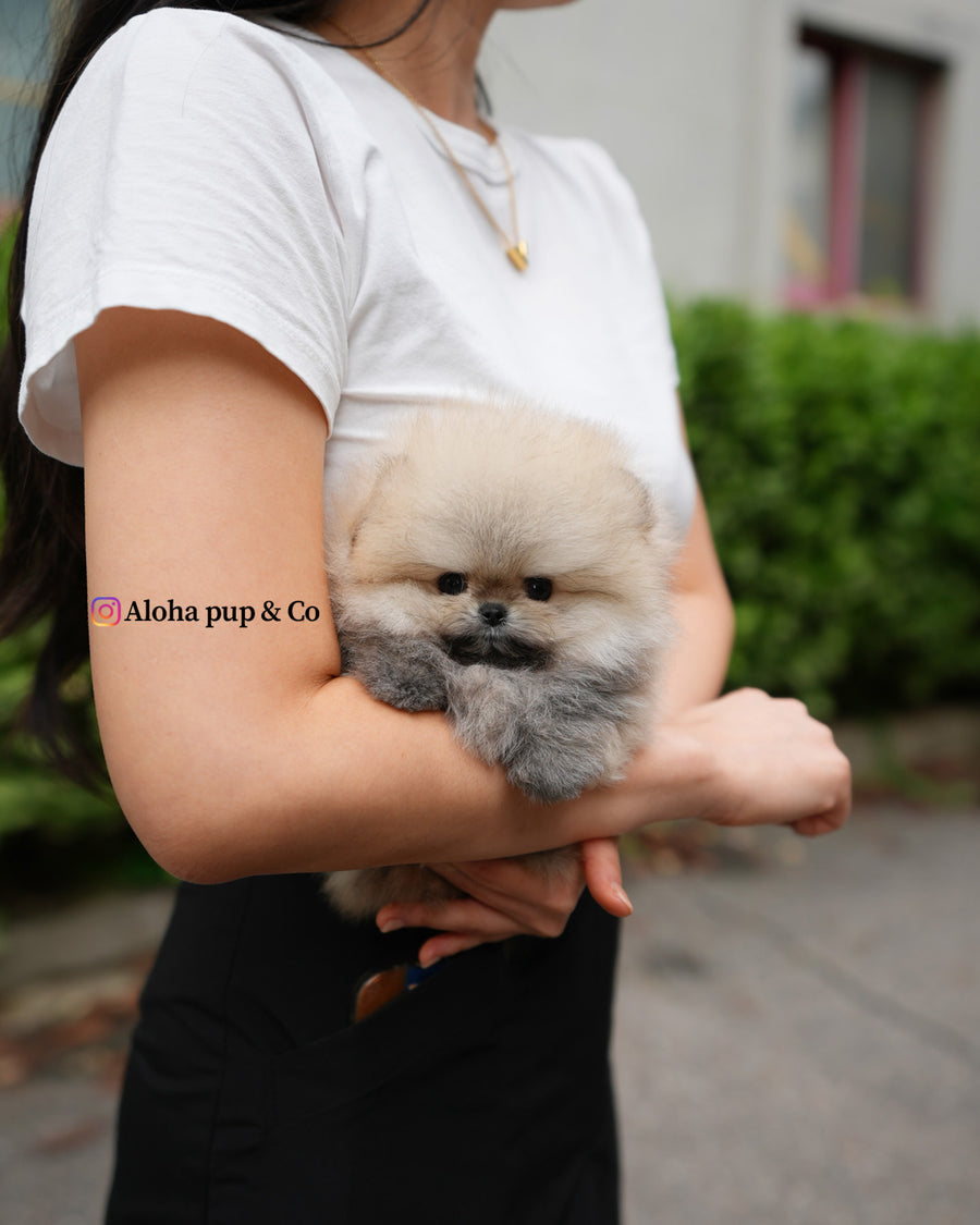 Eto [TEACUP POMERANIAN]