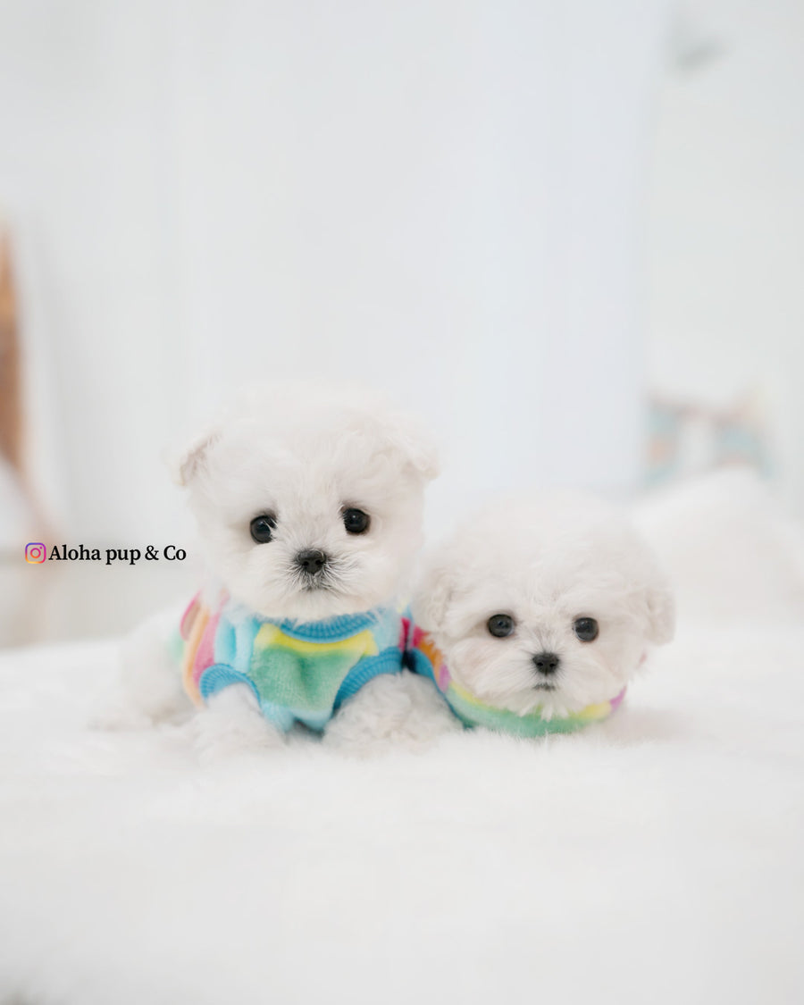Buddy [TEACUP BICHON]