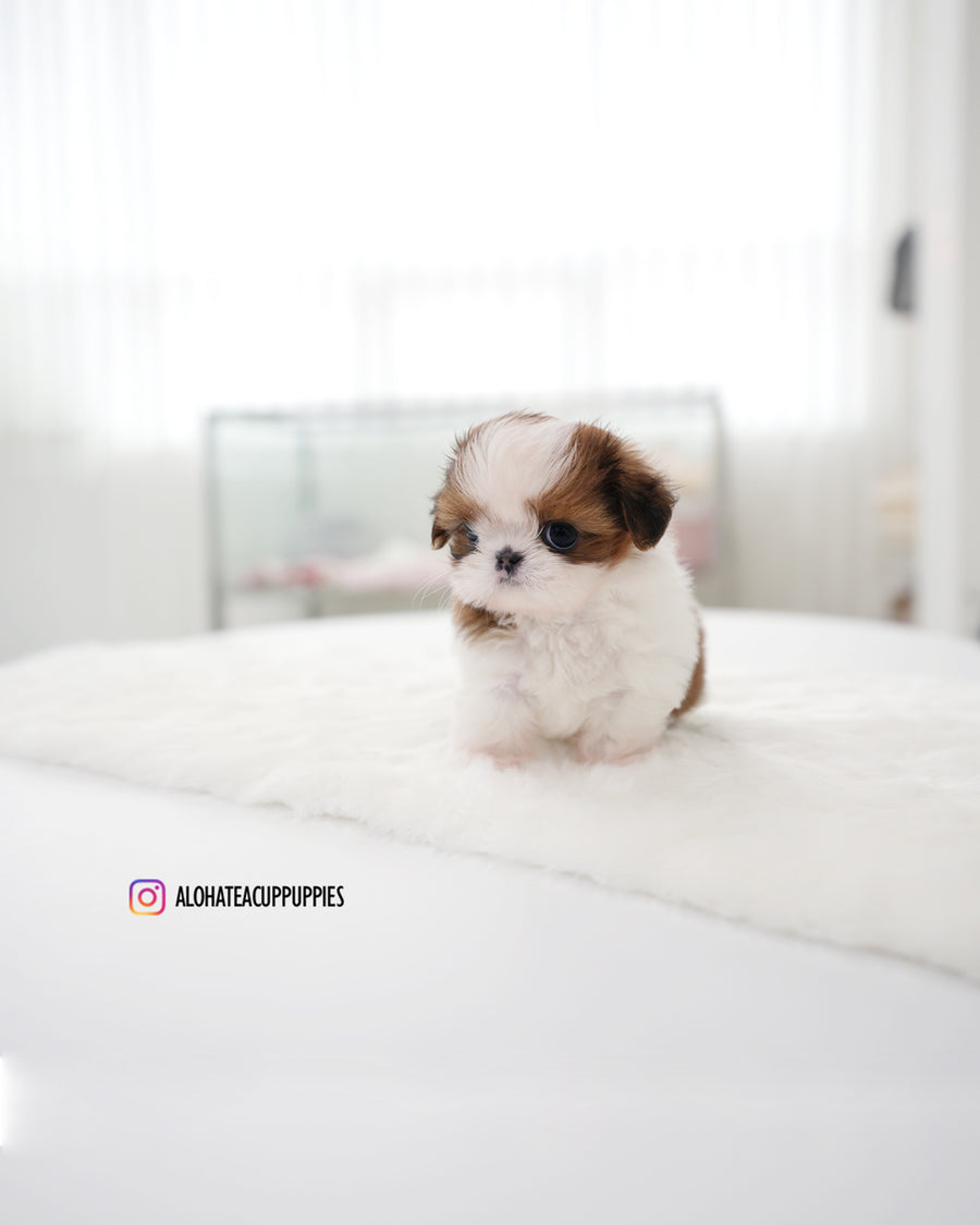 Hush [Mini SHIHTZU]