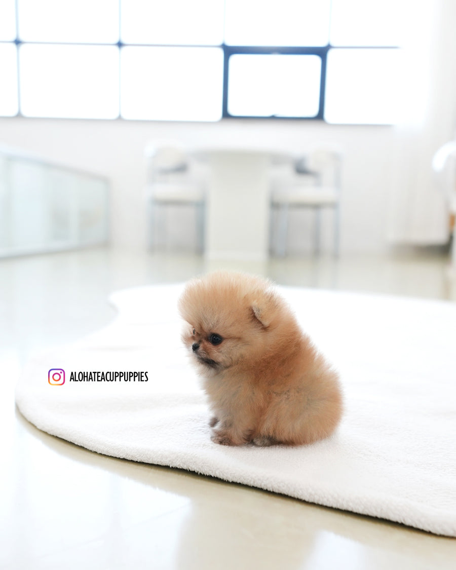 Marco [TEACUP POMERANIAN]