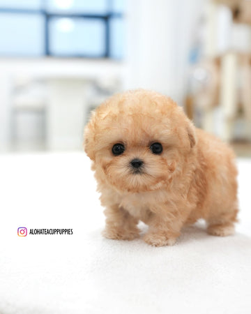 Moon [TEACUP POODLE]