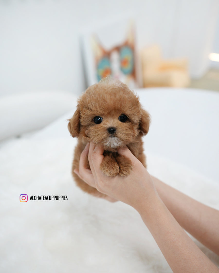 Ivo [TEACUP MALTIPOO]