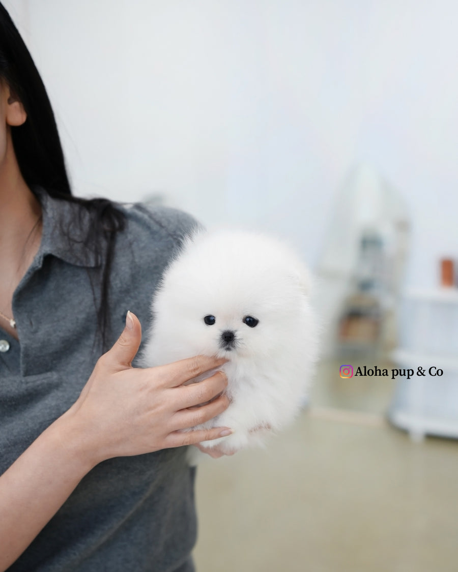 Buster [TEACUP POMERANIAN]