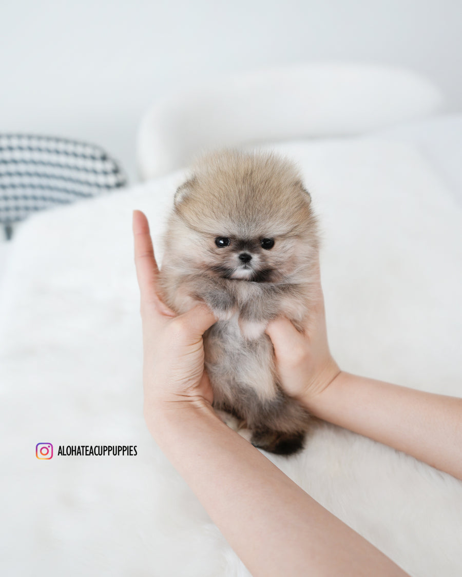 Tiramisu [TEACUP POMERANIAN]