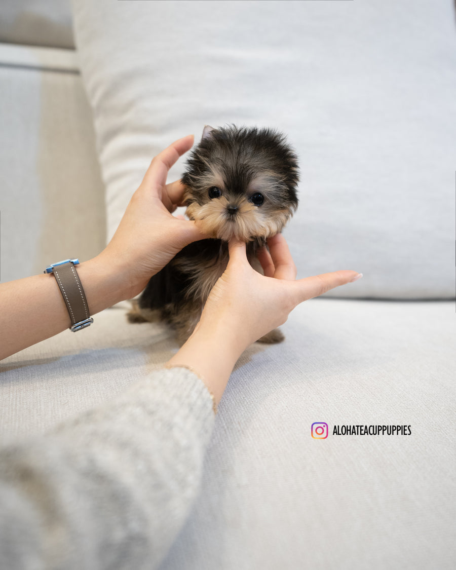 Barbie [TEACUP YORKIE]