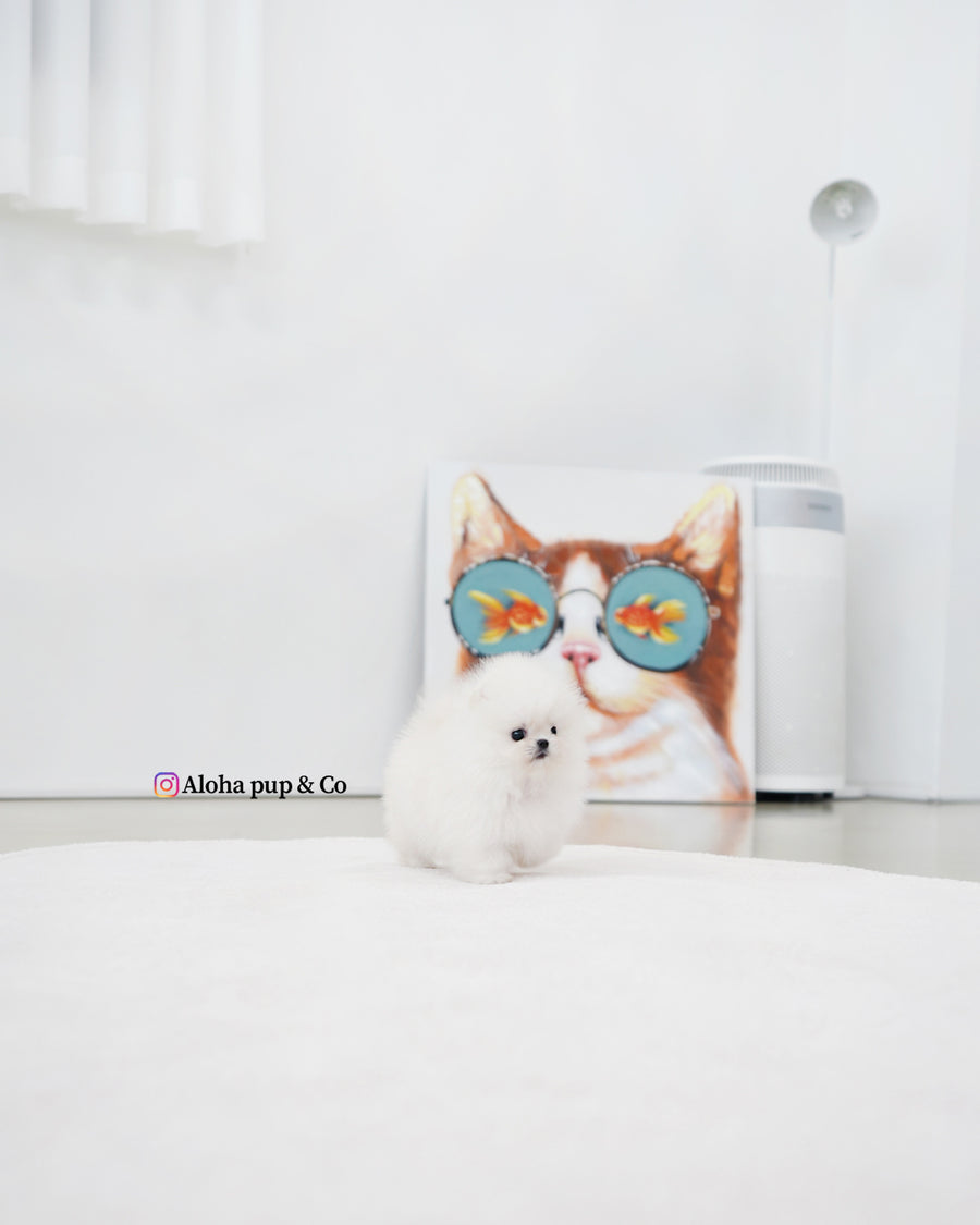 Damie [TEACUP POMERANIAN]