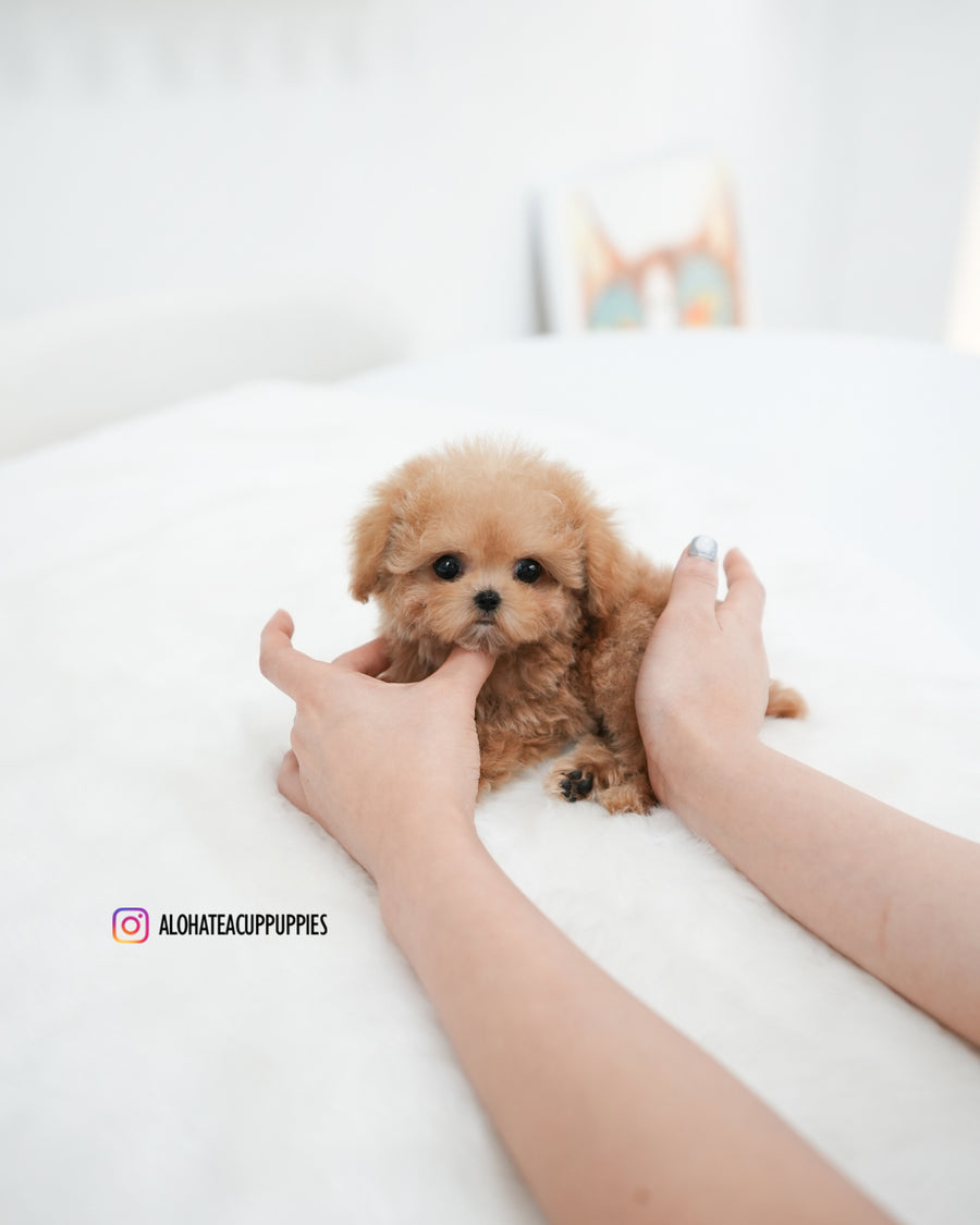 Jerry [TEACUP POODLE]