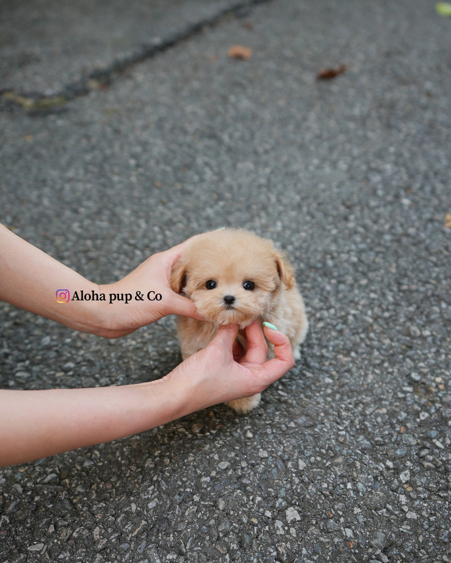 Vera [TEACUP MALTIPOO]