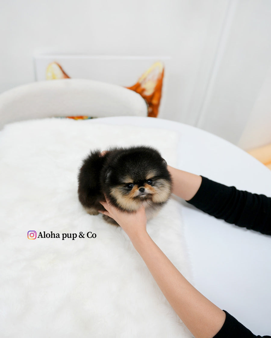 Dolce [TEACUP POMERANIAN]