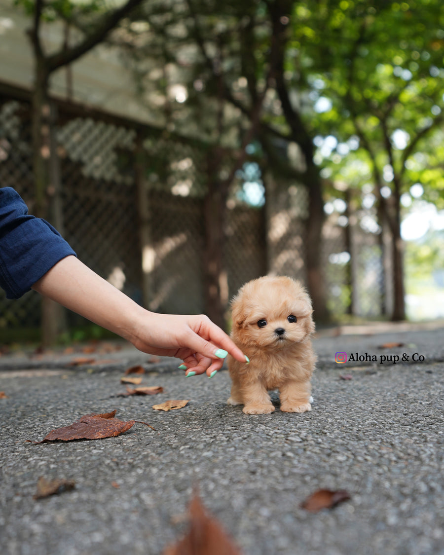 Evie [TEACUP MALTIPOO]