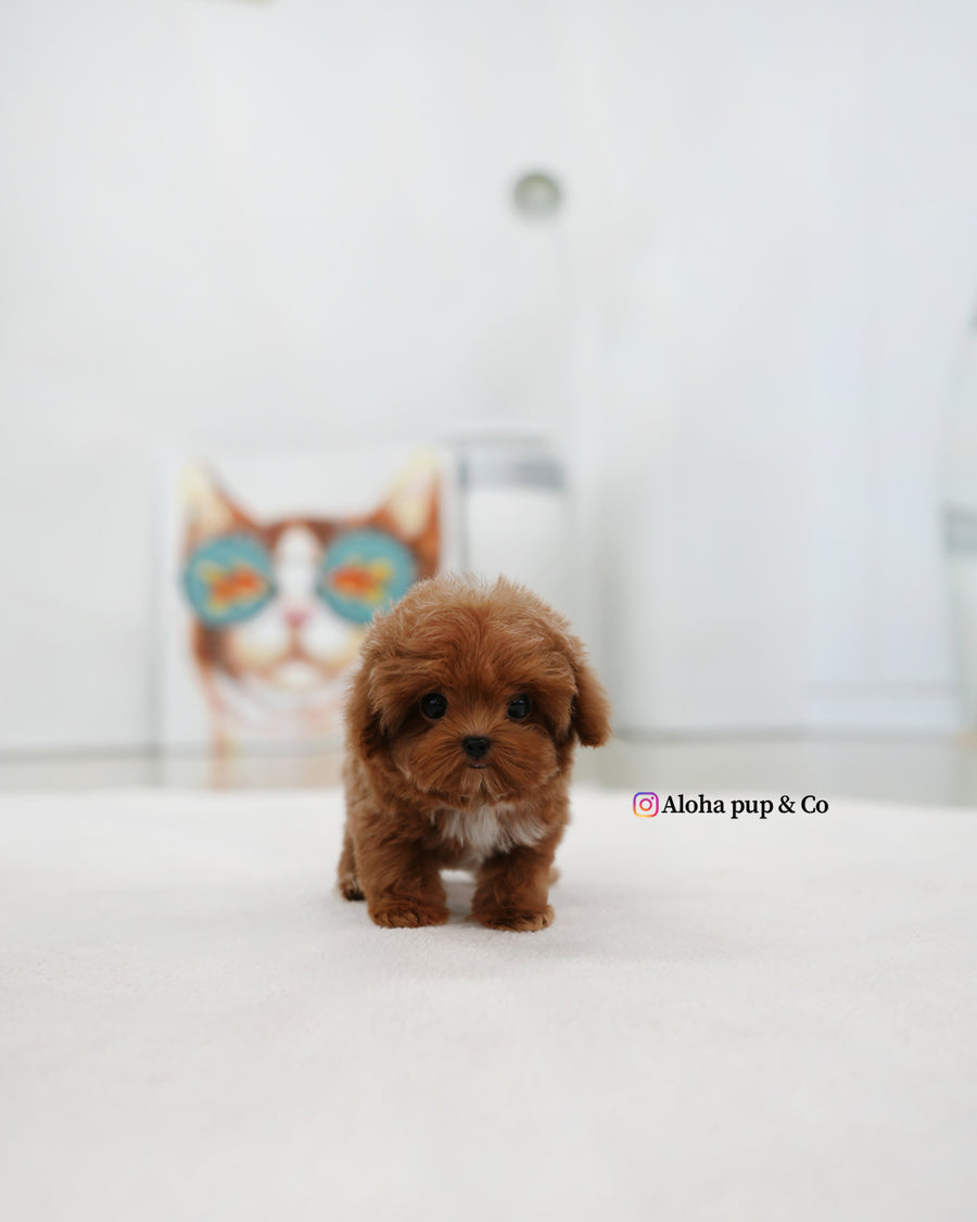 Lenny [TEACUP MALTIPOO]