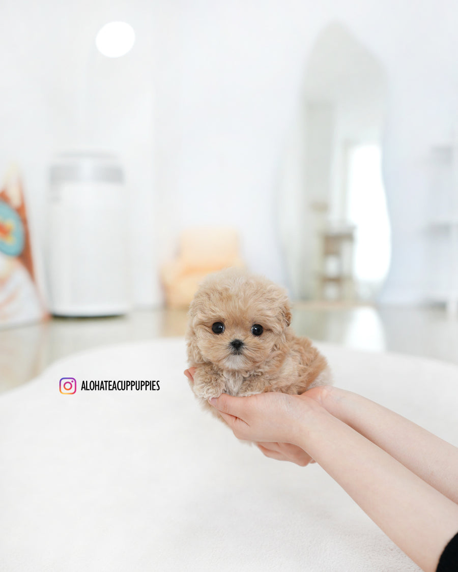 Tilly [TEACUP MALTIPOO]