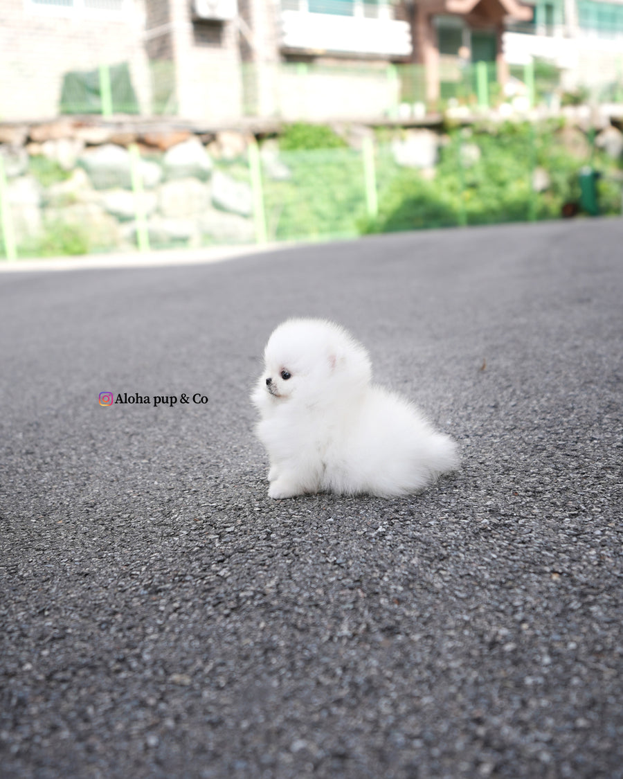 Lolly [TEACUP POMERANIAN]