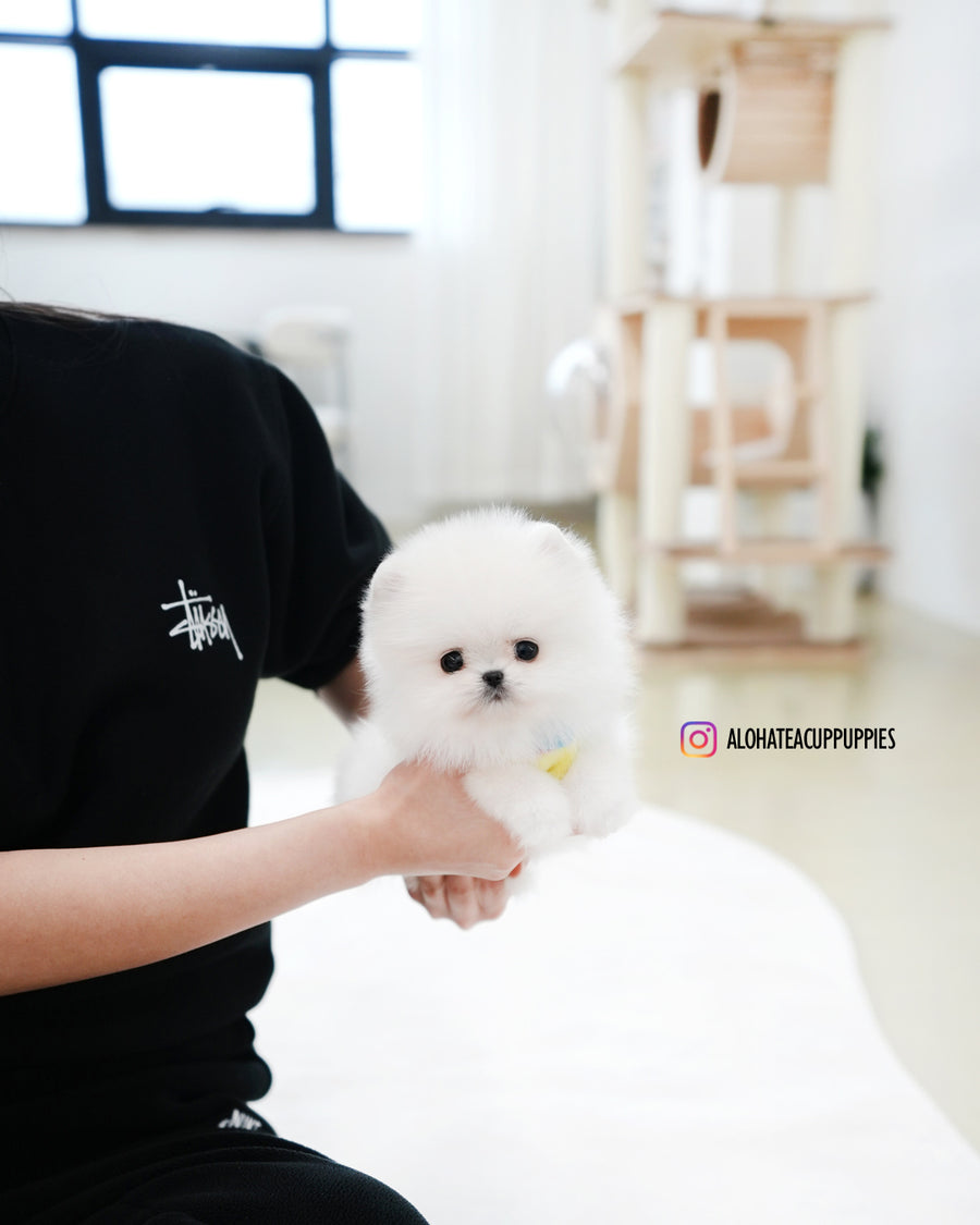 Milo [TEACUP POMERANIAN]