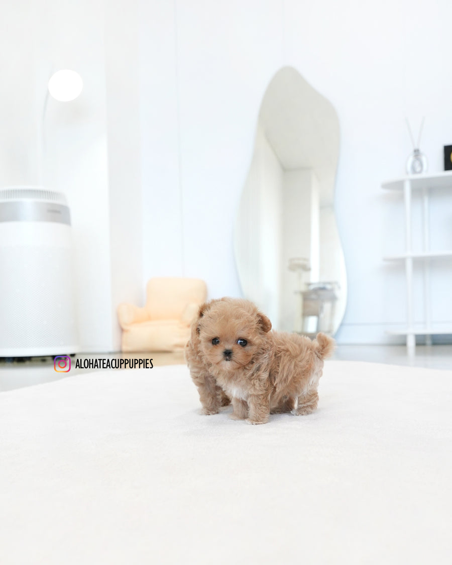 Ken [TEACUP MALTIPOO]