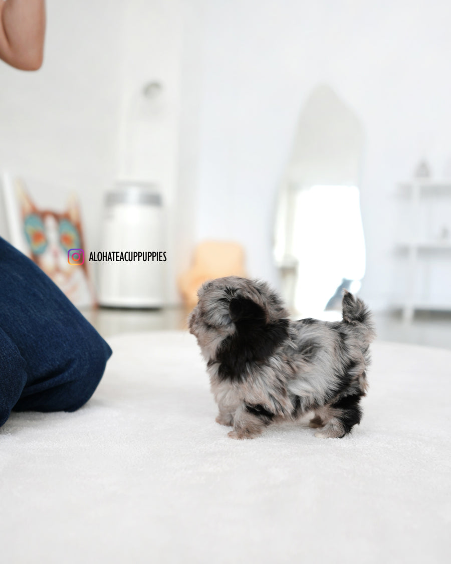 Aurora [TEACUP MALTIPOO]