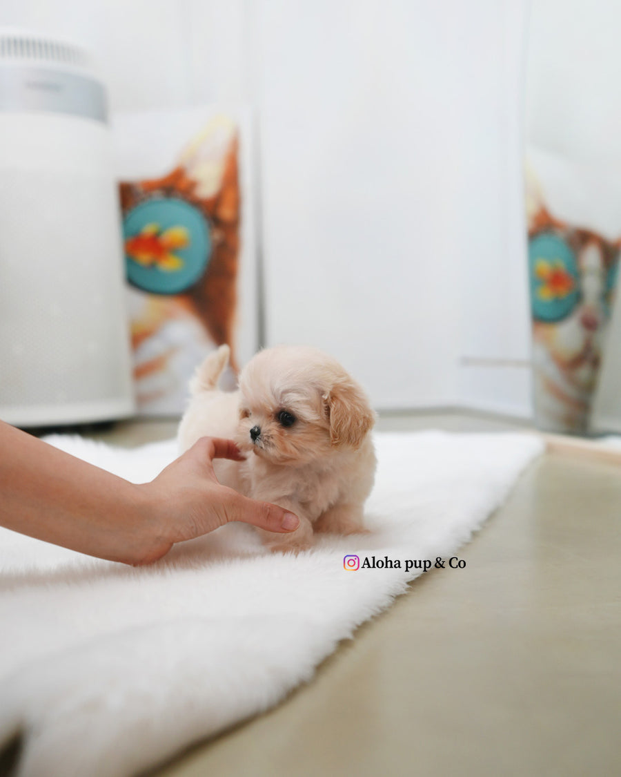 Avril [TEACUP MALTIPOO]