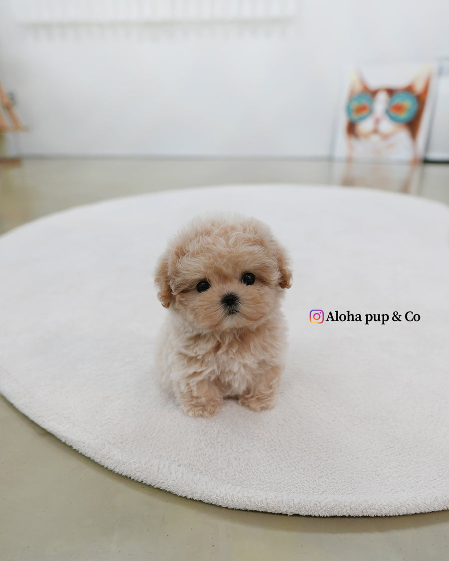 Nina [TEACUP MALTIPOO]